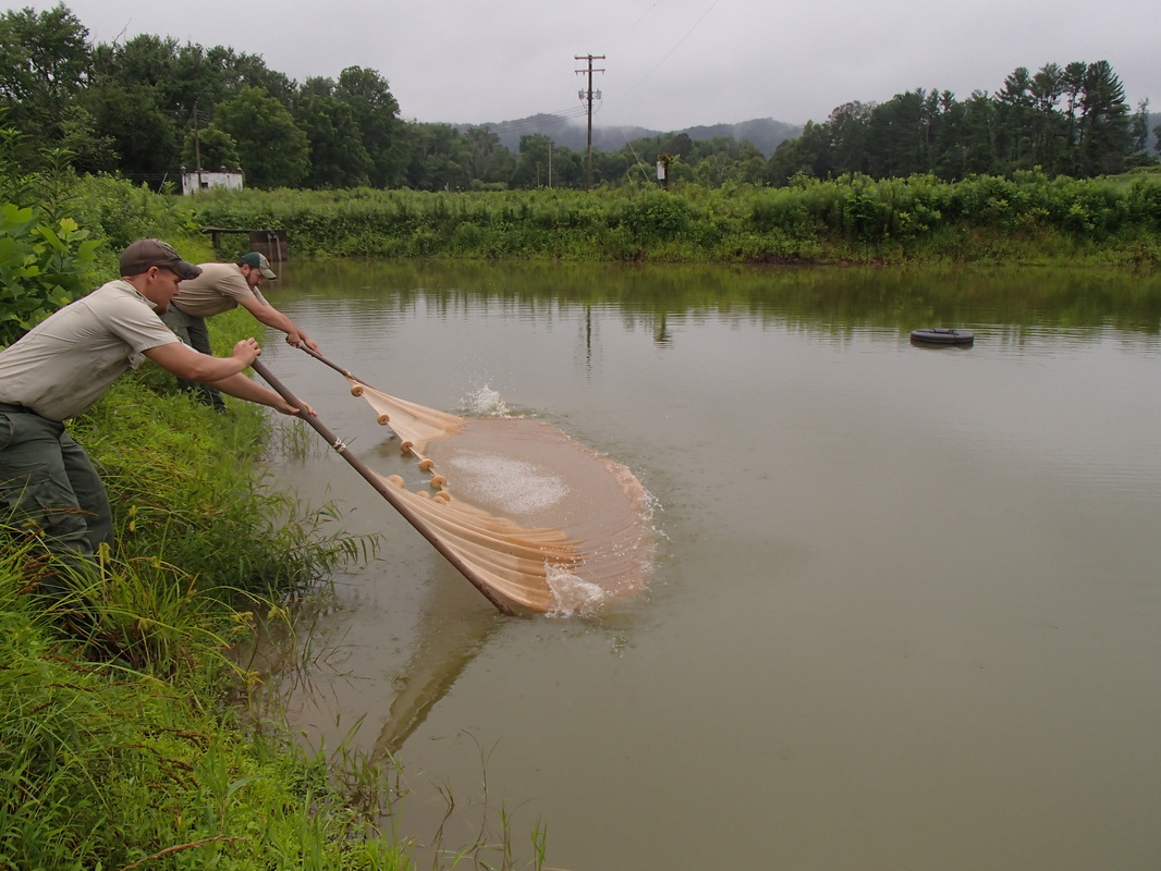 Hatchery crew at work — netting forage minnows for muskellunge stocking.